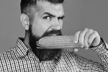 Aç suratlı çiftçi ağzında sarı mısır tutuyor.