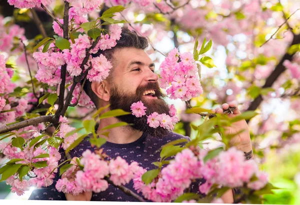 Homem com barba e bigode no rosto feliz perto de flores cor de rosa. Hipster com flor de sakura na barba. Unidade com o conceito de natureza. Homem barbudo com corte de cabelo fresco com flor de sakura no fundo — Fotografia de Stock