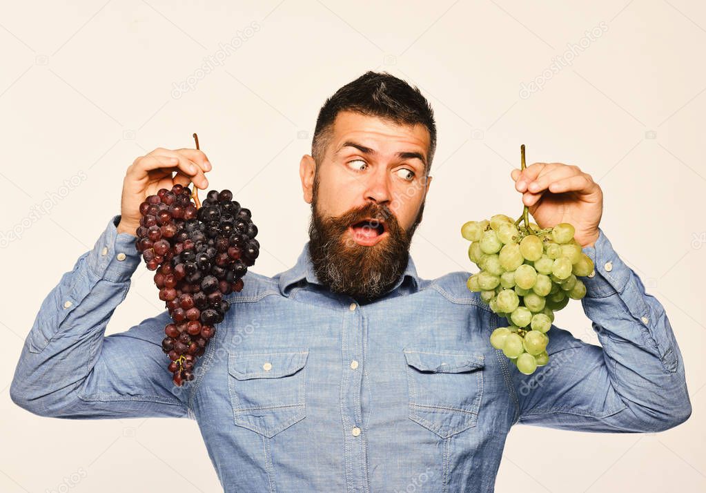 Viticulture and gardening concept. Winegrower with surprised face holds clusters of grapes. Farmer shows harvest. Man with beard holds bunches of black and green grapes isolated on white background