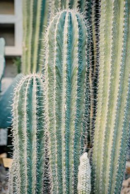 dikenler ile yeşil dikenli kaktüs çiçek