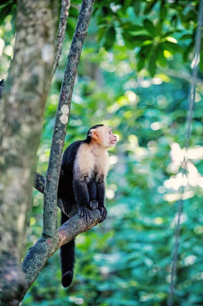 Macaco-aranha na árvore com folhas verdes — Fotografia de Stock