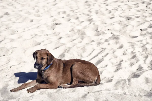 Καφέ σκυλί την τοποθέτηση στην παραλία με λευκή άμμο — Φωτογραφία Αρχείου