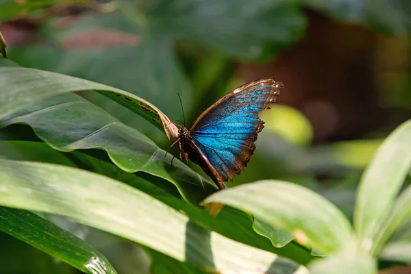 Голубая бабочка на зеленом листе солнечный открытый — стоковое фото
