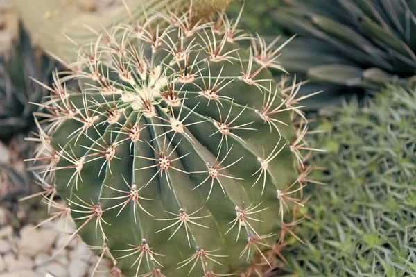 Flor de cacto spiky verde com espinhos — Fotografia de Stock