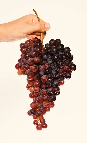 Виноделие и осенняя концепция. Виноградарь показывает скопление винограда — стоковое фото