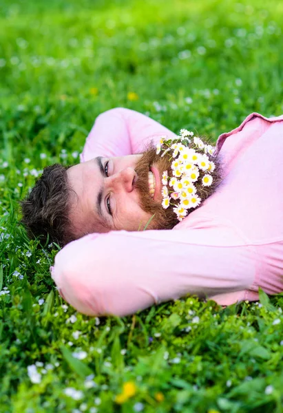 Man with beard on happy face enjoy nature. Unite with nature concept. Hipster with bouquet of daisies in beard relaxing. Bearded man with daisy flowers in beard lay on meadow, grass background — Stock Photo, Image