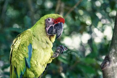 Yeşil ara Amerika papağanı papağan açık