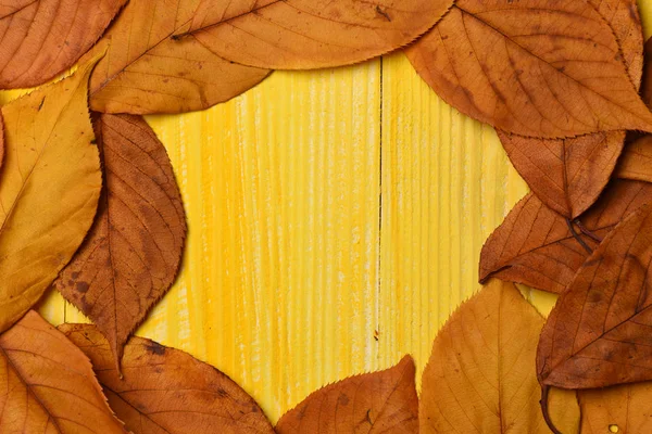 Maple, oak and cherry tree leaves of different colors. — Stock Photo, Image