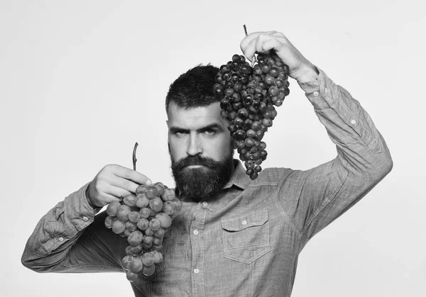 Weinbereitung und Herbstkonzept. Bauer zeigt seine Ernte. — Stockfoto