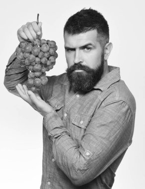 Ciddi yüzlü şarap üreticisi üzüm kümesi tutuyor..