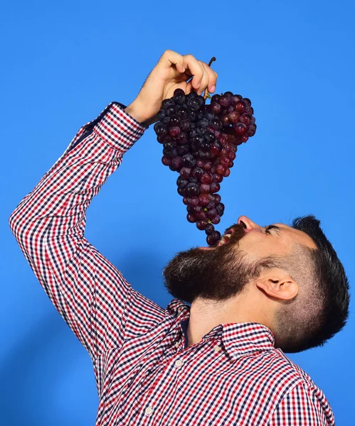 Il contadino mostra il raccolto. L'uomo con la barba mette l'uva in bocca — Foto Stock