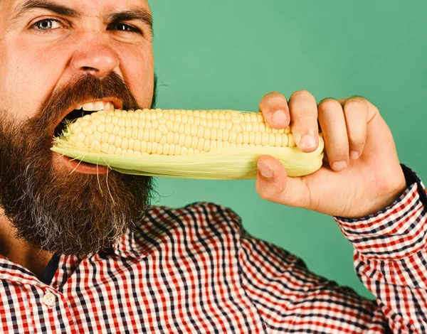 Guy shows his harvest. Man with beard bites corn cob — Stock Photo, Image