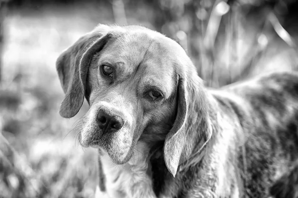 Beagle séta a friss levegőn. Vadászat és észlelési kutya. Kutya-val vágyódik fülek a nyári szabadtéri. Aranyos kisállat napsütéses napon. Társ vagy a barát és a barátság koncepció, vintage szűrő — Stock Fotó