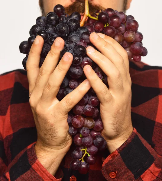 Il contadino mostra il suo raccolto. Viticoltore detiene grappolo di uve mature — Foto Stock