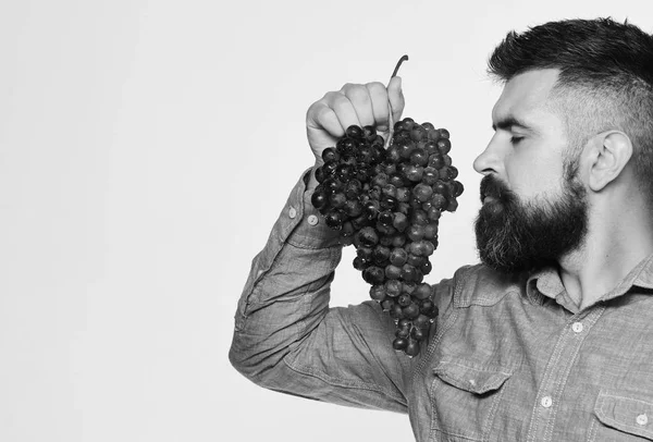 Koncepcja uprawy winorośli i ogrodnictwa. Człowiek z brodą trzyma czarne winogrona — Zdjęcie stockowe