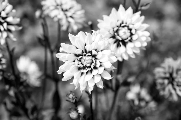 흐리게에 달리아 정원에서 달리아 꽃입니다 흰색과 보라색 꽃잎과 만발한 꽃입니다 — 스톡 사진