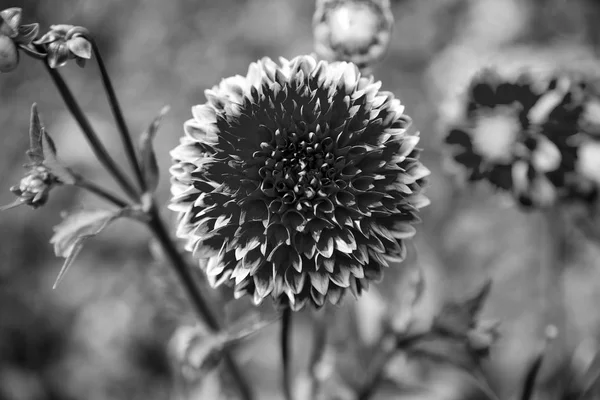 Kırmızı yaprakları çiçek açması çiçeklerle. Dahlia çiçeği üzerinde doğal arka plan bulanık. Yeşil bahçe Dahlia çiçeklenir. Doğa ve çevre. Çiçek dükkanı ve tasarım