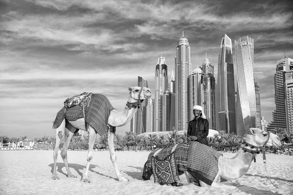 Camelos no fundo dos arranha-céus na praia. UAE Dubai Marina JBR beach style: camelos e arranha-céus . — Fotografia de Stock