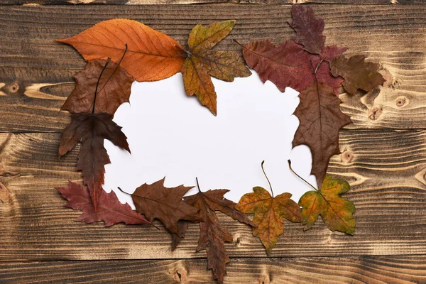 Dry leaves make frame, copy space. Collection of autumn leaves — Stock Photo, Image