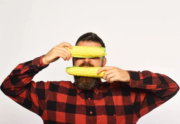 Agricultor con cara oculta con maíz amarillo —  Fotos de Stock