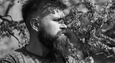 Hipster bahar menekşe çiçeği yakınındaki sahiptir. Sakal ve bıyık çiçek güneşli yakınındaki katı yüzünde olan adam. Parfümeri kavramı. Erguvan bloom ile poz taze saç kesimi ile sakallı adam