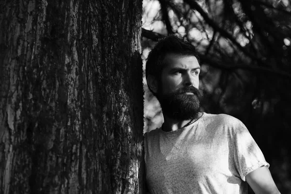 Sakallı maço güneşli havanın tadını çıkarır. Sıcak mevsim ve erkeklik