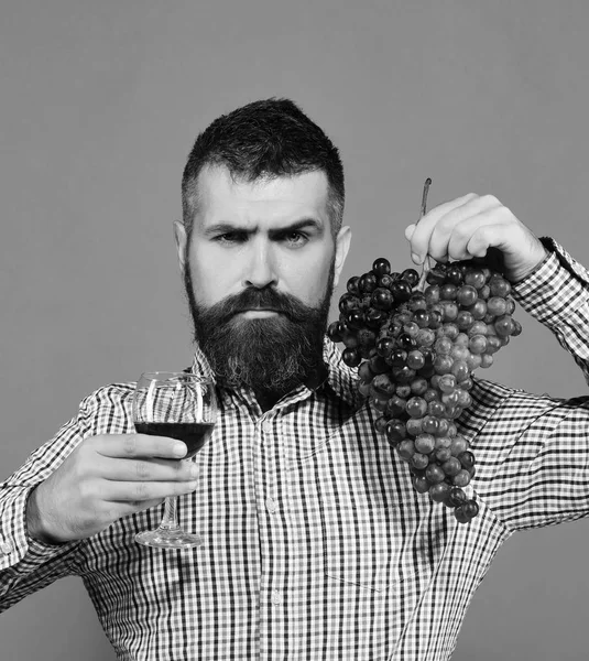 厳格な顔を持つワイン生産者は、ブドウで作られた製品を提示します。 — ストック写真