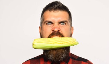 Adam hasat gösterir. Sarı Mısır çiftçi ile deli yüz tutan