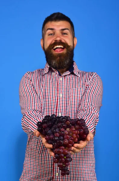 Concepto vinícola y de cultivos otoñales. Viticultor con cara alegre —  Fotos de Stock