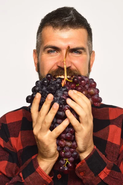 Vinframställning och höstens grödor koncept. Winegrower med glada ansikte — Stockfoto