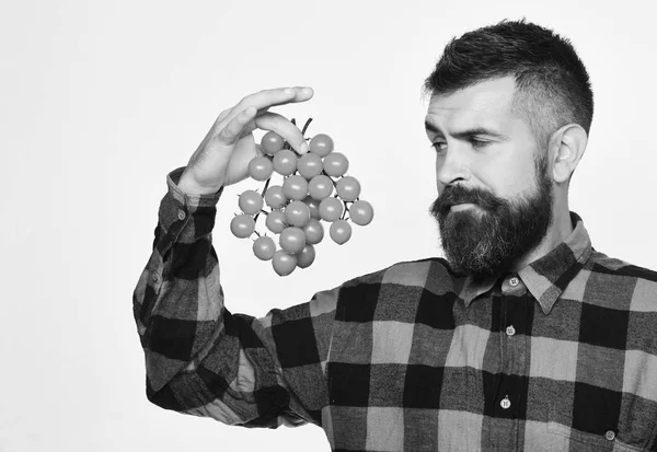 Mann mit Bart hält Tomatenbeeren isoliert auf weißem Hintergrund. — Stockfoto