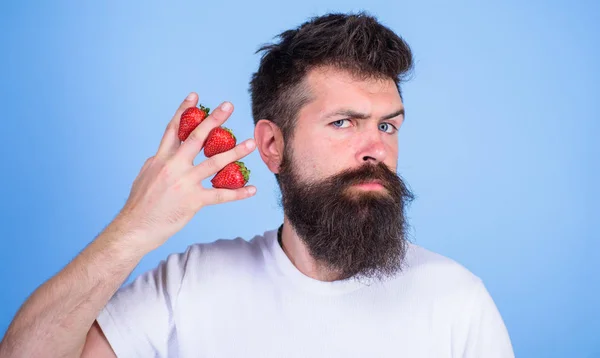 Hombre barba hipster fresas entre los dedos fondo azul. Contenido de carbohidratos fresa. Fresas fruta más segura para los niveles de azúcar. Mayormente carbohidratos sacarosa fructosa glucosa — Foto de Stock