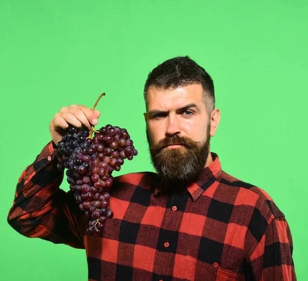 Weinbau und Gartenbaukonzept. Winzer mit stolzem Gesicht präsentiert Trauben — Stockfoto