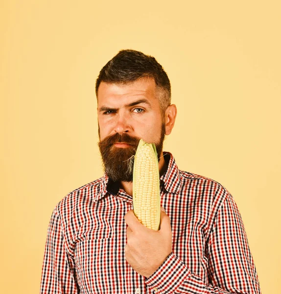 Man med skägg håller majs kolv isolerad på gul bakgrund — Stockfoto