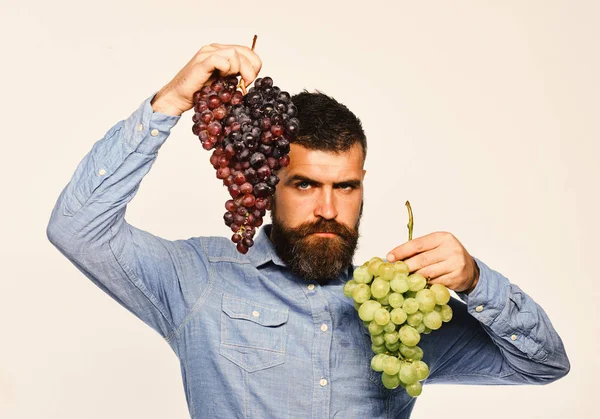 Weinbereitung und Herbstkonzept. Bauer zeigt seine Ernte. — Stockfoto
