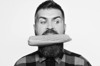 Çiftçi şok yüzü ile sarı Mısır ağzına ısırır. Tarım ve sonbahar kavramı. Sakallı Mısır Mısır koçanı tutar