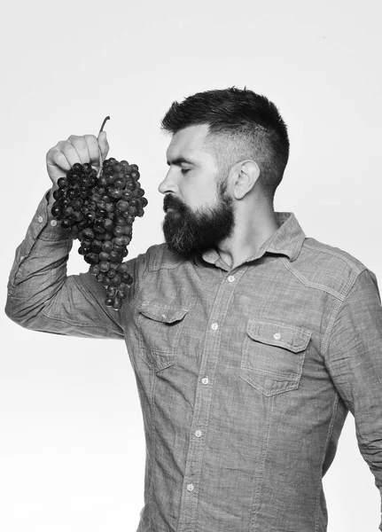 Mann mit Bart hält Trauben schwarzer Trauben isoliert auf weißem Hintergrund. Bauer zeigt seine Ernte. Winzer mit verträumtem Gesicht riecht Trauben — Stockfoto