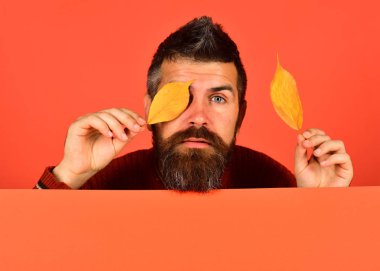 Adam çok güzel turuncu zemin üzerine sarı kiraz ağacı yaprakları tutar