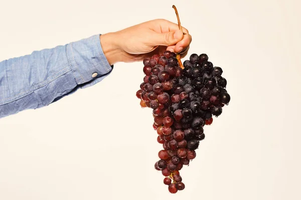 Bauer präsentiert seine Ernte. Männliche Hand hält Weintraube — Stockfoto