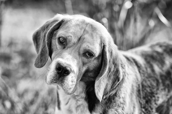 Perro con orejas largas en verano al aire libre. Perro de caza y detección. Beagle camina al aire libre. Linda mascota en un día soleado. Compañero o amigo y concepto de amistad, filtro vintage — Foto de Stock