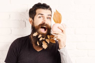 yakışıklı adam şık bıyık ve sonbahar uzun sakal sarı yapraklarda pembe domuz domuz yüzüyle gülümsüyor üzerinde beyaz tuğla duvar arka plan üzerinde banka sakallı