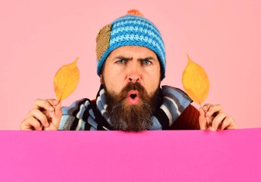 Adam pembe, kopya alanı Sarı kiraz ağacı yaprakları tutar. Ekim ve Kasım zaman fikir. Sonbahar ve soğuk hava kavramı. Hipster sakal ve memnun yüz ile kuru yaprakları ile çalış