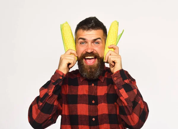 Man med skägg håller mogna majs kolvar på vit bakgrund — Stockfoto