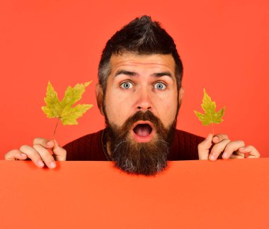 Adam turuncu zemin üzerine yeşil akçaağaç yaprakları tutar