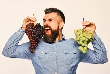 Çiftçi hasatını gösteriyor. Şarap yapımı ve sonbahar konsepti.