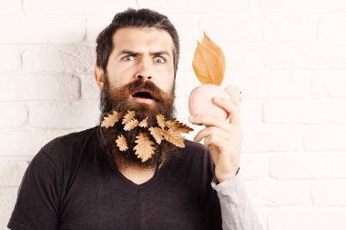 pembe domuz domuz banka beyaz tuğla duvar arka planda, kopya alanı ile sürpriz yüzünde uzun sakallı yakışıklı sakallı adam şık bıyık ve sonbahar sarı yaprakları.