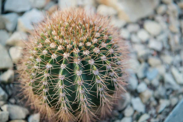 Flor de cacto spiky verde com espinhos — Fotografia de Stock