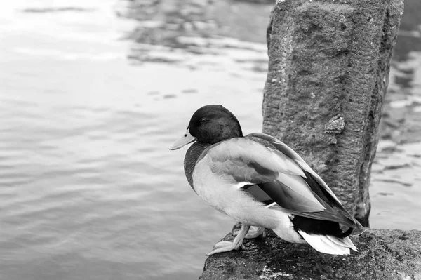 Duck sidder ved vandet i Reykjavik. Mallard and med grønt hoved og gult næb. Vandfugl på land udendørs. Dyr i dyrelivet og den vilde natur - Stock-foto