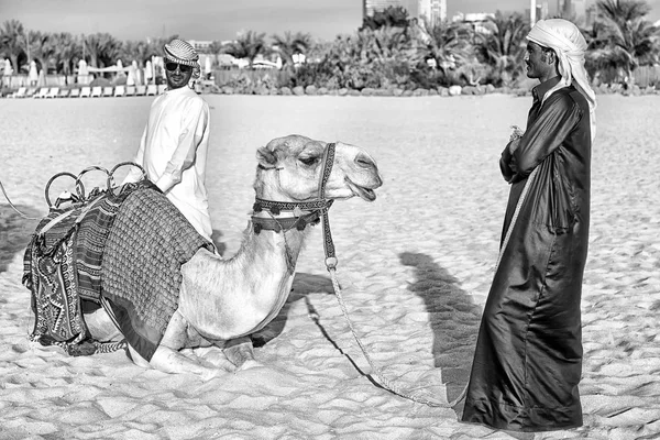 DUBAI Camels sur fond de gratte-ciel à la plage. EAU Dubai Marina JBR beach style : chameaux et gratte-ciel . — Photo