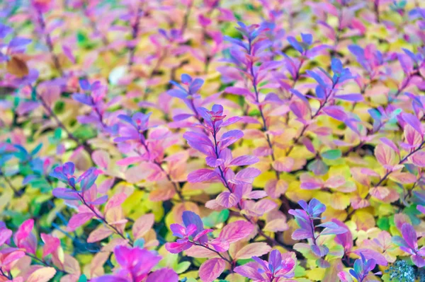 五彩缤纷的秋叶。冰岛雷克雅未克有五颜六色叶子的植物。自然美的概念。秋天叶子背景。自然美丽. — 图库照片